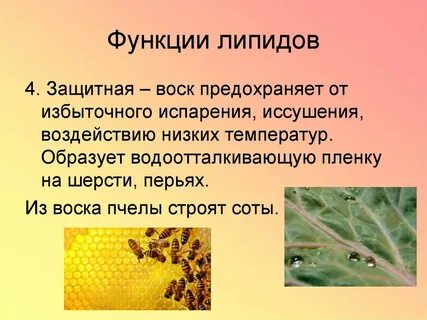 Липиды воска