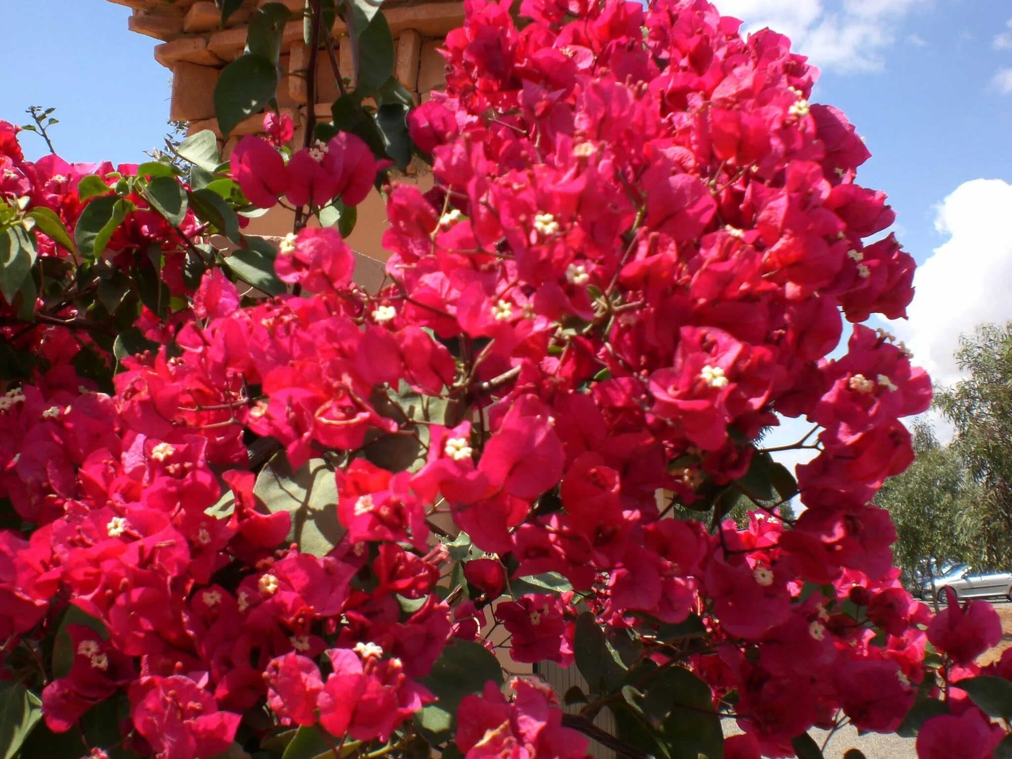 Growing Bougainvillea in Phoenix Arizona
