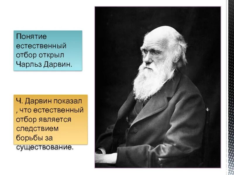Дарвин родился. Естественный отбор. Дарвин естественный. Дарвин естественный. Естественный отбор.