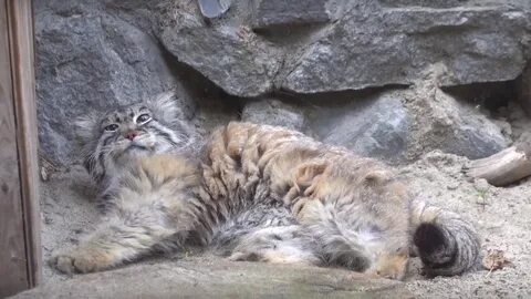 Котята манула в новосибирском зоопарке