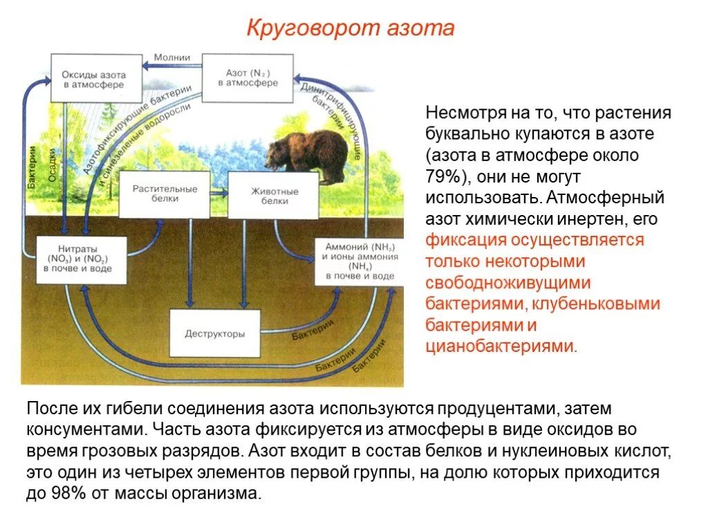 Каким путем связанный углерод возвращается в атмосферу. Схема круговорота биогеохимического цикла азота. Круговорот азота в природе биология 9 класс. Круговорот азота кислорода углерода в природе. Биогеохимический круговорот азота в природе.