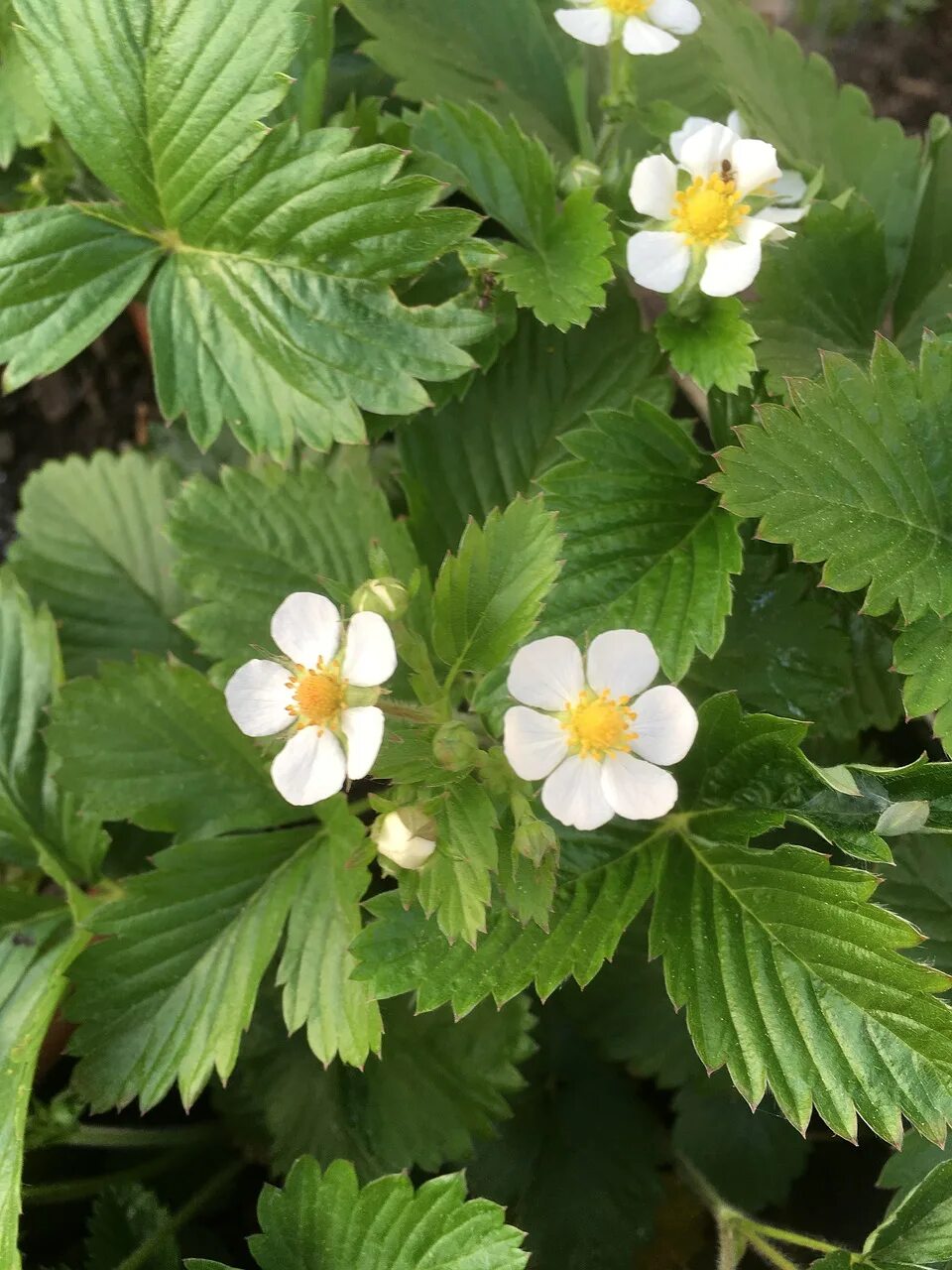 цветение клубники. соцветие клубники. соцветие клубники. земляника лесная цветение. земляника садовая цветение.