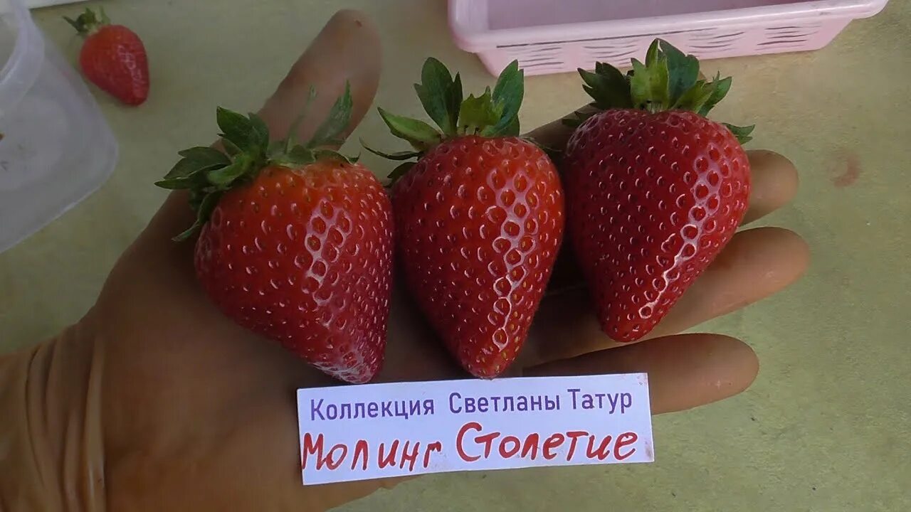 Моллинг столетия описание сорта