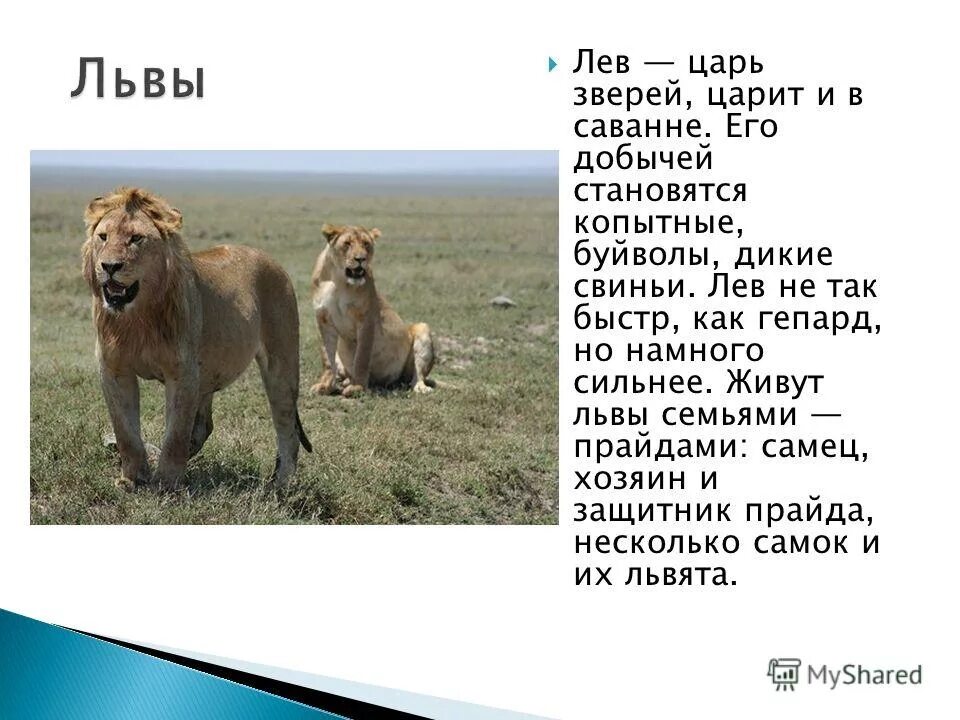Проект по окружающему миру "Красная книга или возьмем под защиту"