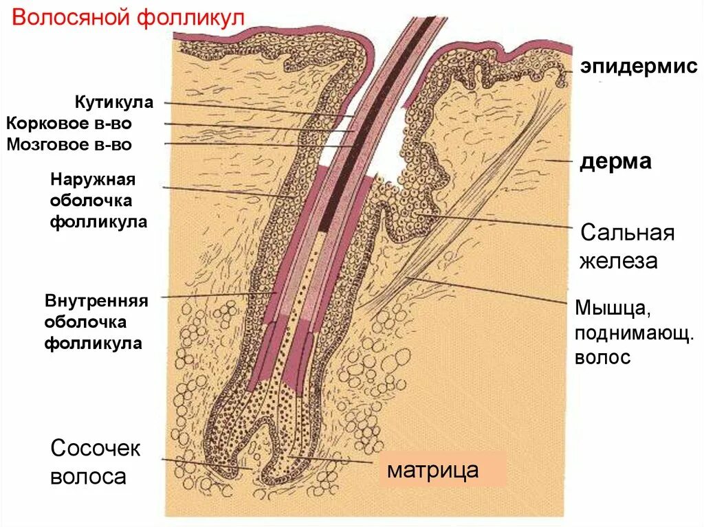 Строение волосяного фолликула. Строение корня волоса человека. Строение стержня волоса. Строение волоса анатомия.