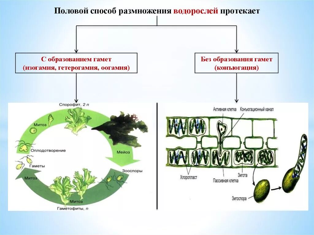 Бесполое размножение бурых водорослей. Формы размножения водорослей. Цикл развития красных водорослей схема. Размножение водорослей схема.