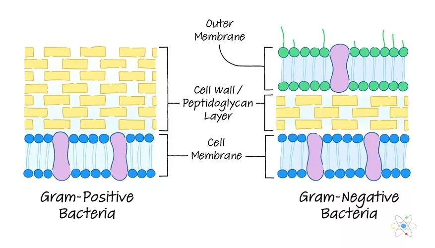 Gram negative Cell Wall. Cell Wall of gram-positive bacteria. Клеточная стенка. Клеточная стенка клетки.