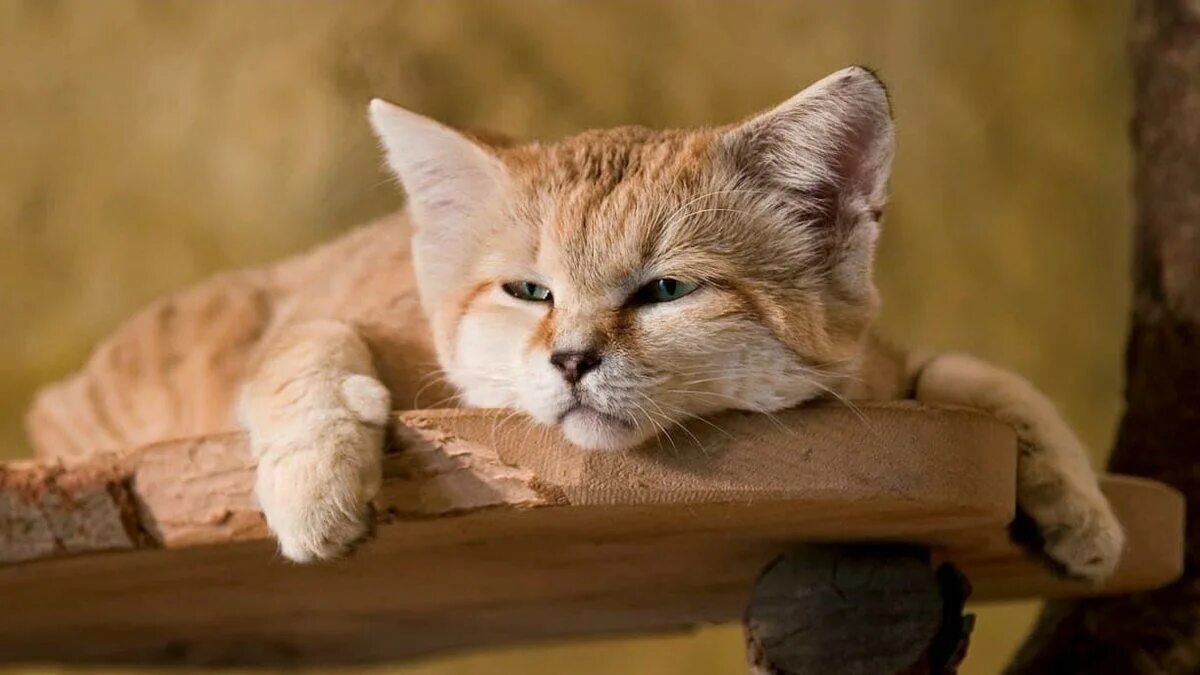 Кошки которые всегда как котята. Барханный кот. барханная кошка котята. бархатный песчаный кот. барханная кошка (песчаная кошка).