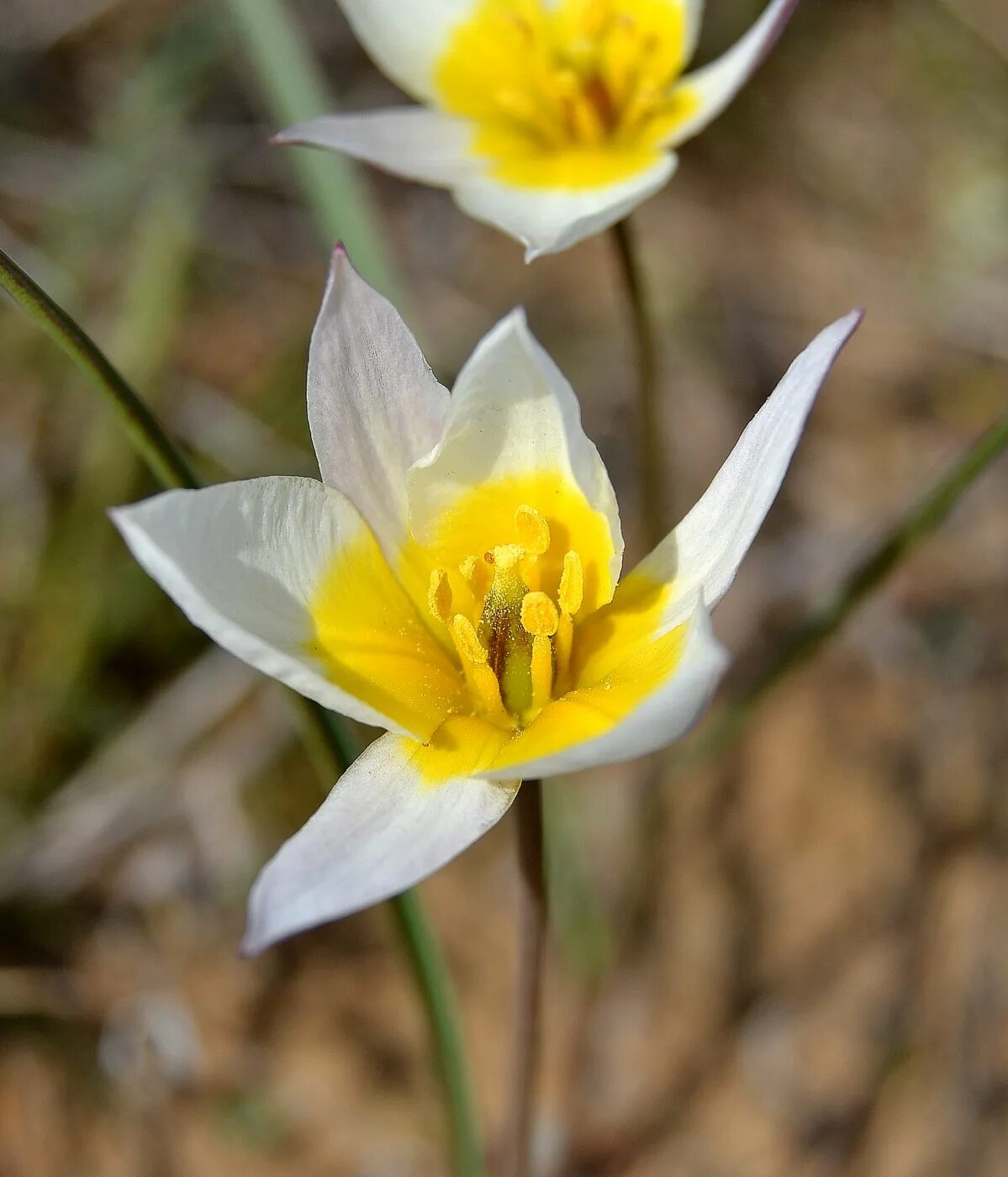 Тюльпан двухцветковый. Тюльпан двуцветковый Tulipa biflora. Тюльпан Коктебельский. Тюльпан двуцветковый