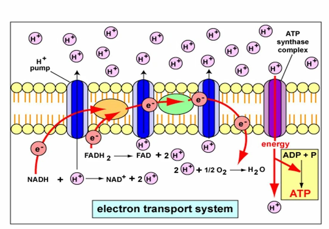 Система генерации кислорода "электрон-вм". Electron system. Chemiosmotic driven transport. Висмус электронная конфигурация. Система кислородообеспечения (ско).