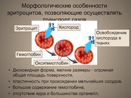 Наличие ядра эритроцитов