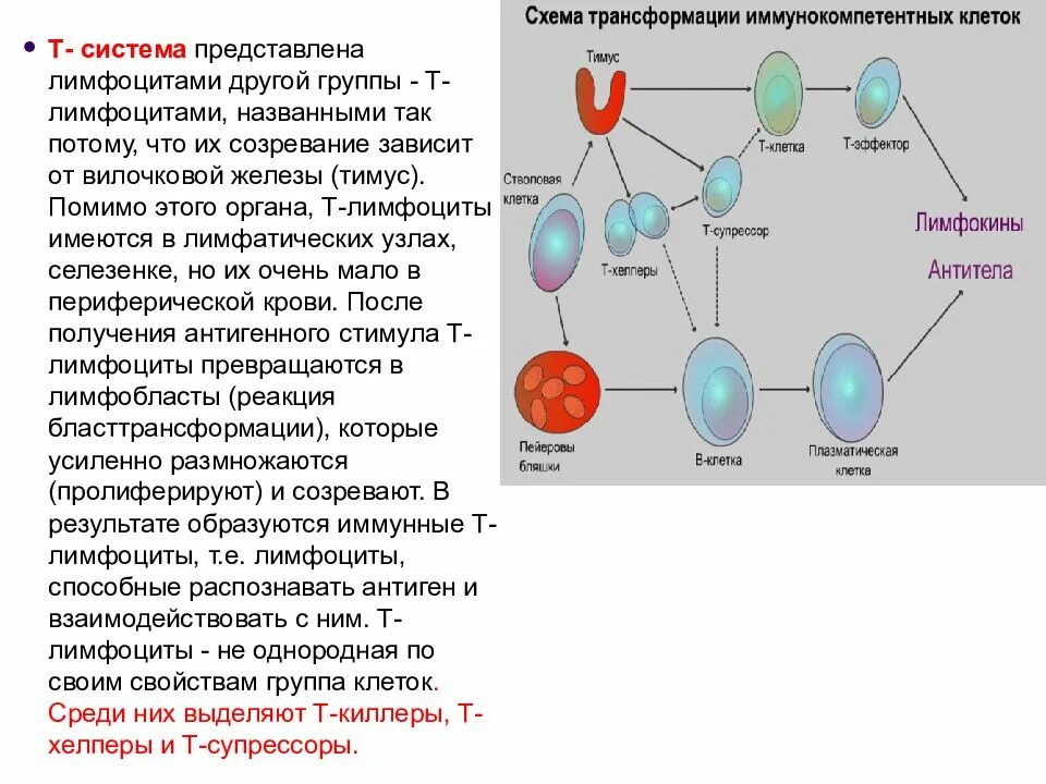 В2 лимфоциты иммунология. Клетки иммунной системы т-киллеры. Т И Б лимфоциты киллеры. Т-лимфоциты иммунной системы повышены. Характеристика в лимфоцитов