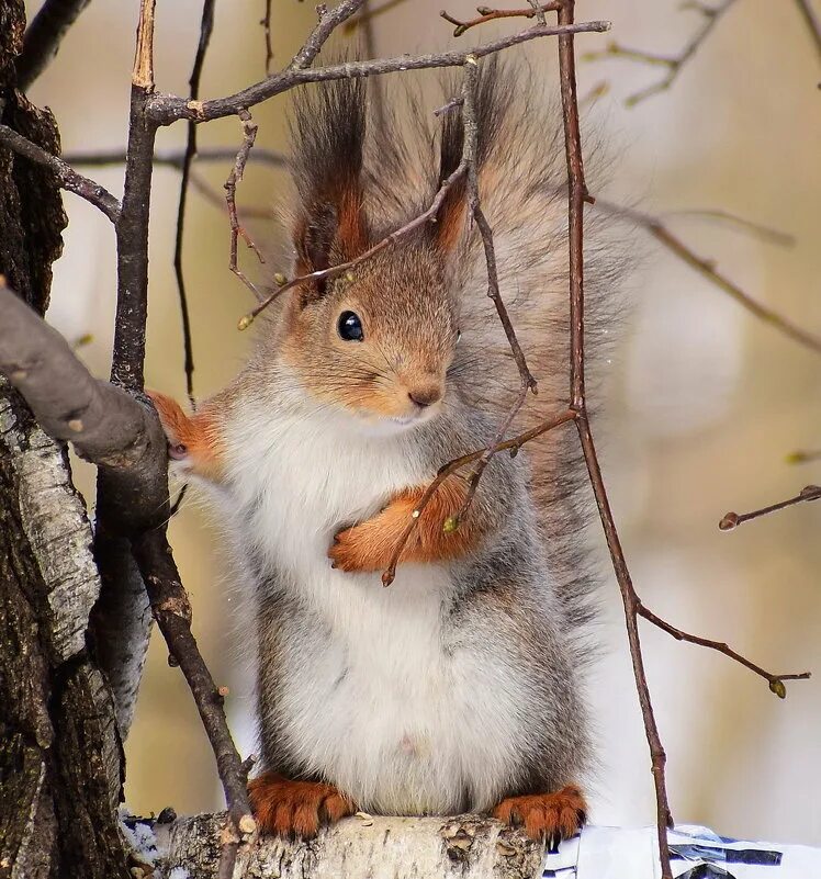 декоративная белочка домашняя. бельчонок 2022. павловская белка 2022. бельчонок 2022. бельчата с пингвиненком.