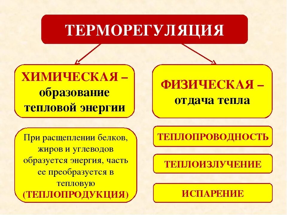 Профилактика нарушения теплообмена