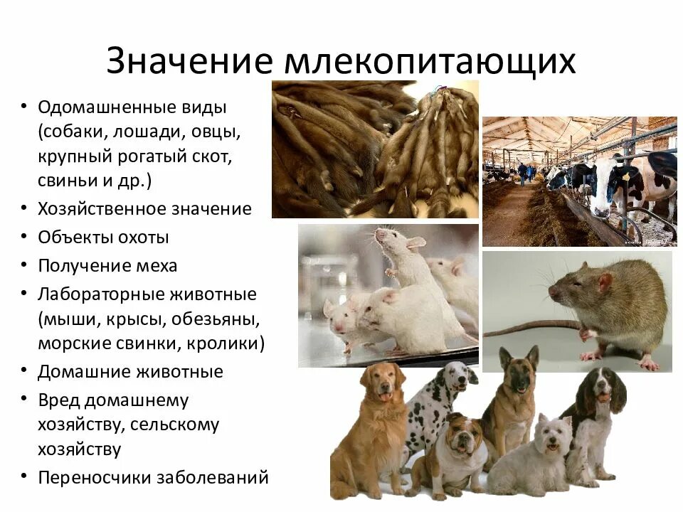 Урок многообразие и значение животных. Классификация млекопитающих. значение млекопитающих. млекопитающие презентация. класс млекопитающие классификация.