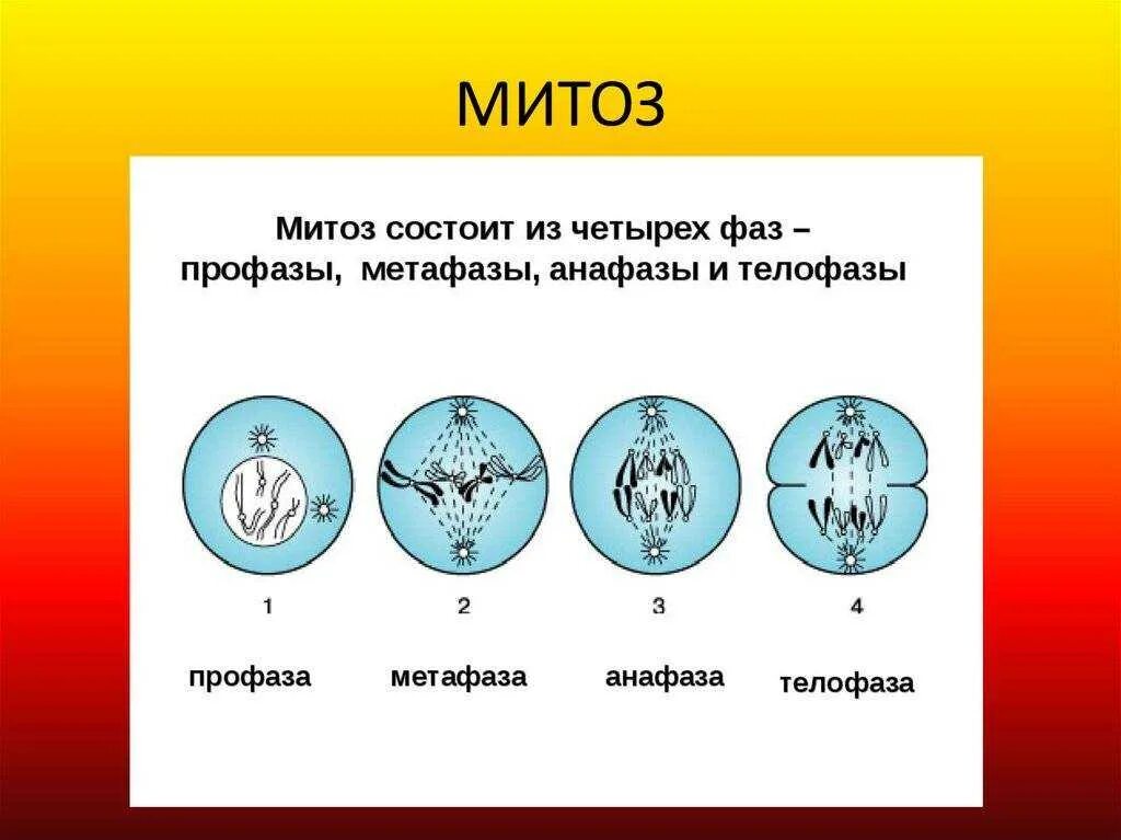 Тест по мейозу 10 класс. Фазы деления клетки митоз рисунок. Схема стадий митоза. Фазы митотического деления клетки. Деление клетки митоз 6 класс биология.