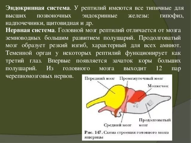 Передний мозг рептилий. Эндокринная система земноводных кратко. Эндокринная система рептилий. Головной мозг рептилий. Мозг земноводных и пресмыкающихся.