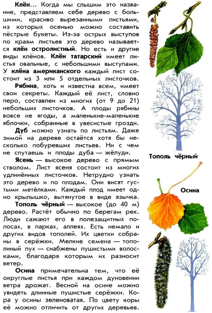 Атлас определитель хвойных деревьев. Атлас определитель.окружающий мир деревья. плешаков атлас определитель лиственные деревья. атлас определитель деревьев и кустарников 2 класс окружающий мир. атлас определитель от земли до неба деревья и кустарники осенью.