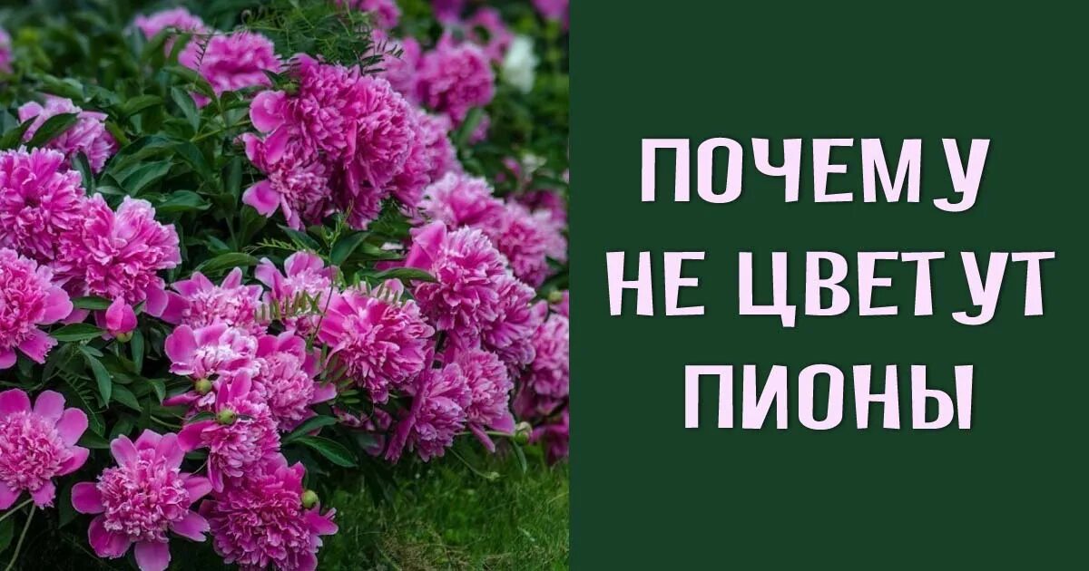 Пион не цветет несколько лет что делать. Росему не цветет пион. пионы не цветут. почему не цветут пионы. пионы не цветущие.