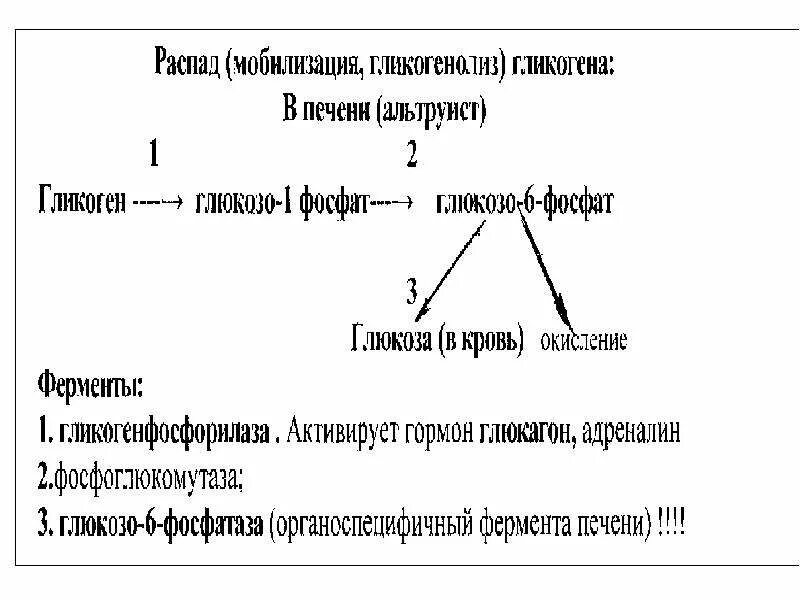 Распад гликогена в печени и мышцах. Схема мобилизации гликогена. ферменты участвующие в мобилизации гликогена в печени. мобилизация гликогена в печени. схема мобилизации гликогена в мышцах.