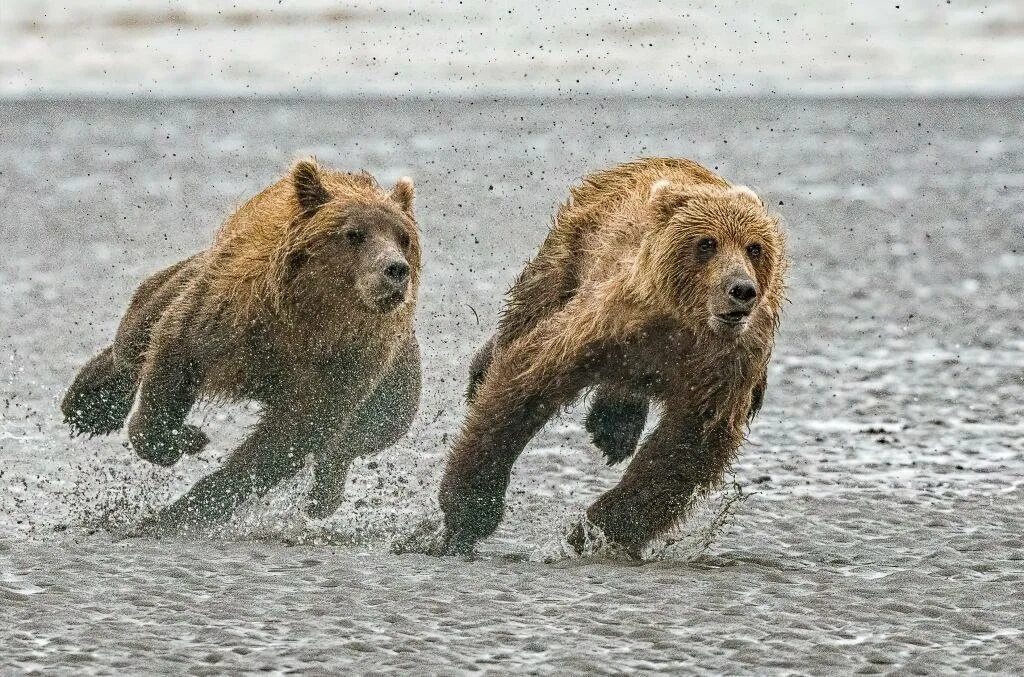 медведь бежит. северная америка медведь гризли. медвежонок бегал. медвежонок бежит. гризли на аляске.