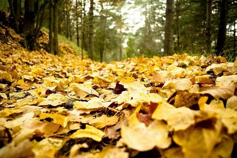 Les feuilles