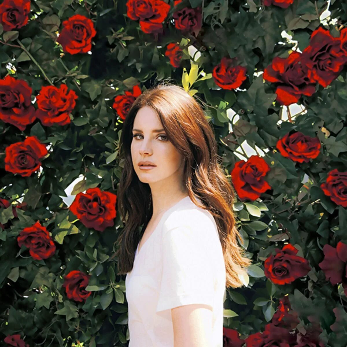 Лицо ланы. Lana del rey roses. Lana del rey с розой. Lana del rey roses. Lana del rey с розой.
