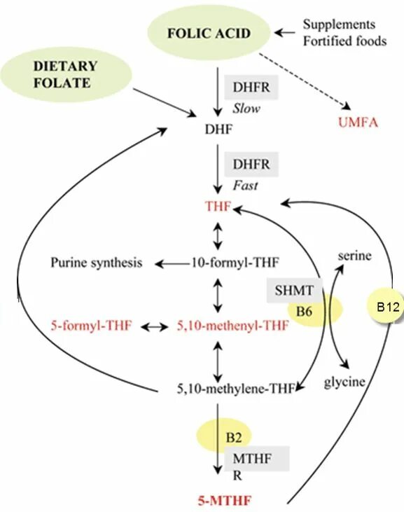 Get вместо be. Metabolism of folic acid. Метилфолат функции в организме. Метаболизм метилфолат. Сочетание фолат и PP.