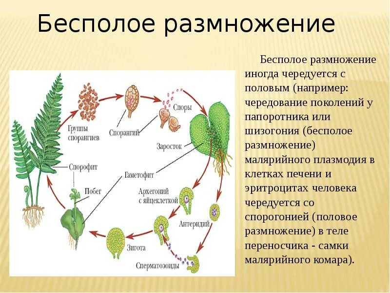 Размножение папоротников 6 класс биология. Размножение папоротников схема. Жизненный цикл папоротника бесполое поколение. Бесполлеразмножение папоротников. Происходит при образовании спор растений