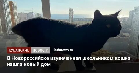 В новороссийске кошка