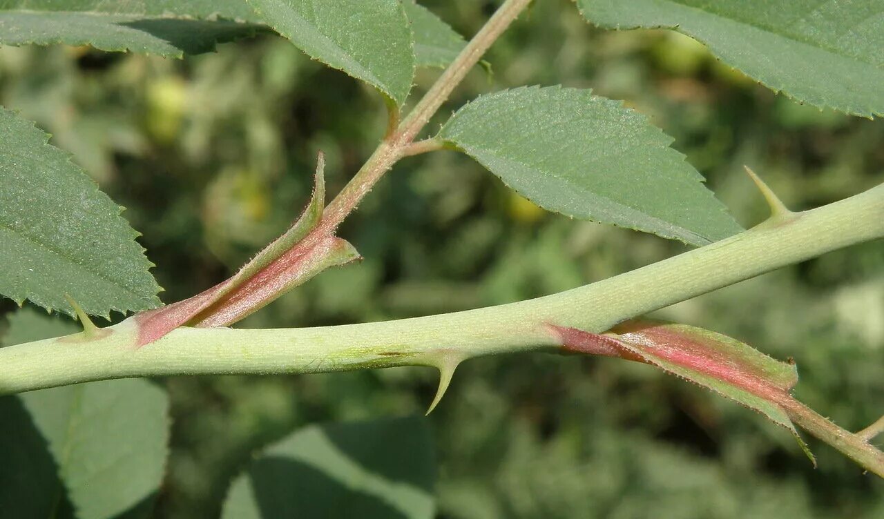 прилистники шиповника. зарисовать лист шиповника. листок розы. шиповник майский побеги.