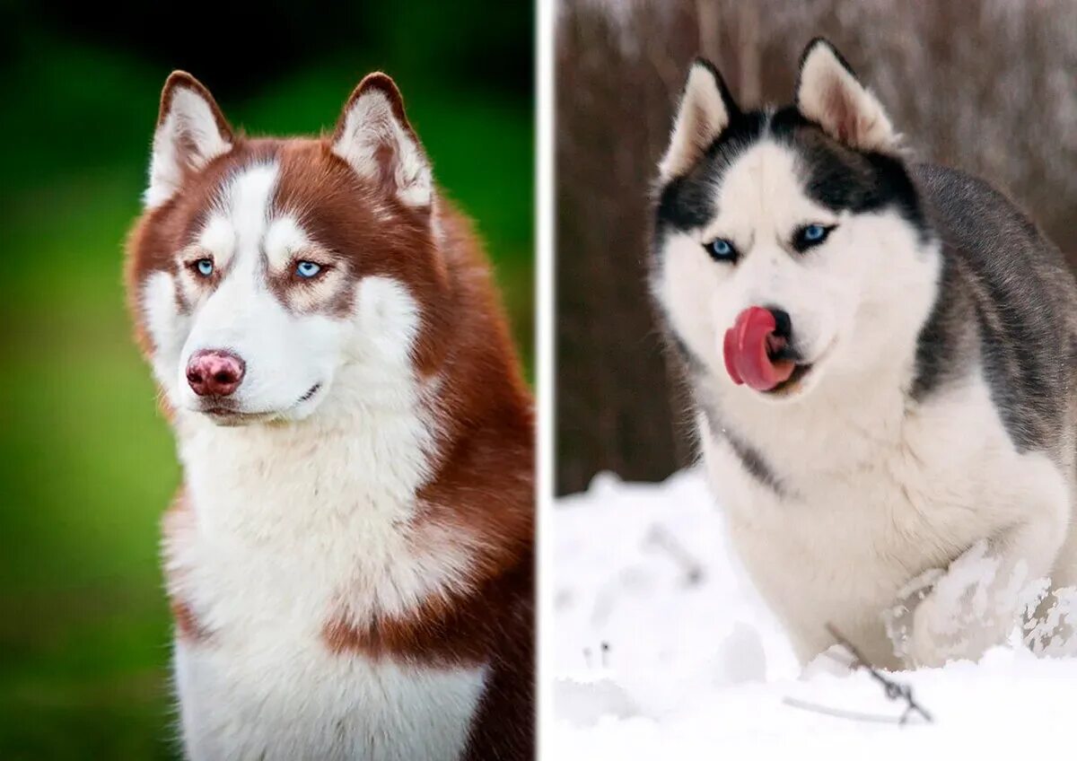 Сибирская хаски соболиный окрас. Сибирский хаски расцветки. Хаски зонарный. Сибирский хаски. Сибирский хаски окрасы.