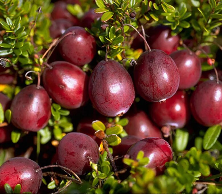 Клюква сорт пилигрим. Клюква садовая сорт стивенс. Клюква крупноплодная пилигрим. Клюква крупноплодная бен лир (с2). Клюква крупноплодная стивенс.