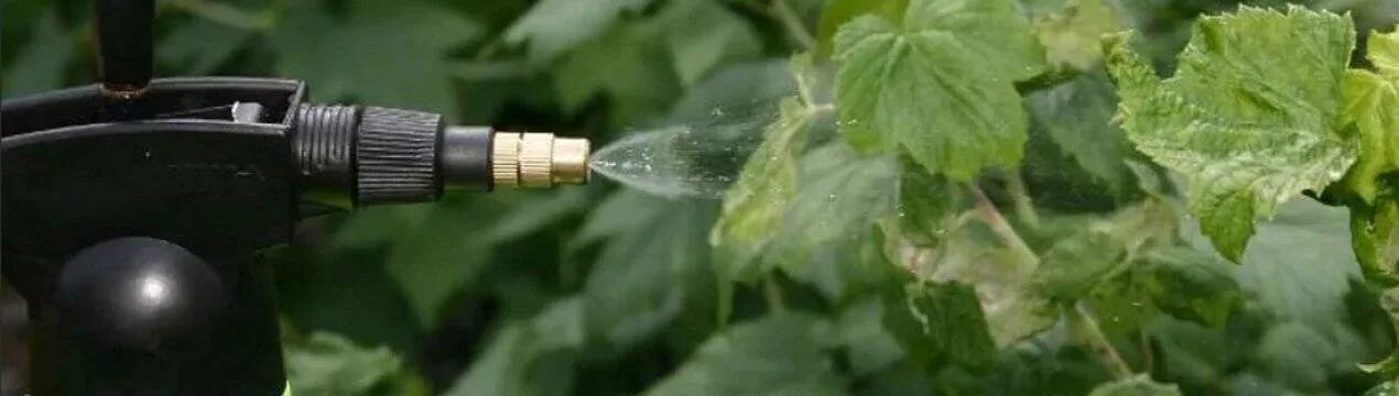 Смородину от тли. Борьба с вредителями растений. Чем опрыскать смородину. Полив плодовых деревьев в садах. Средство для малины от вредителей.