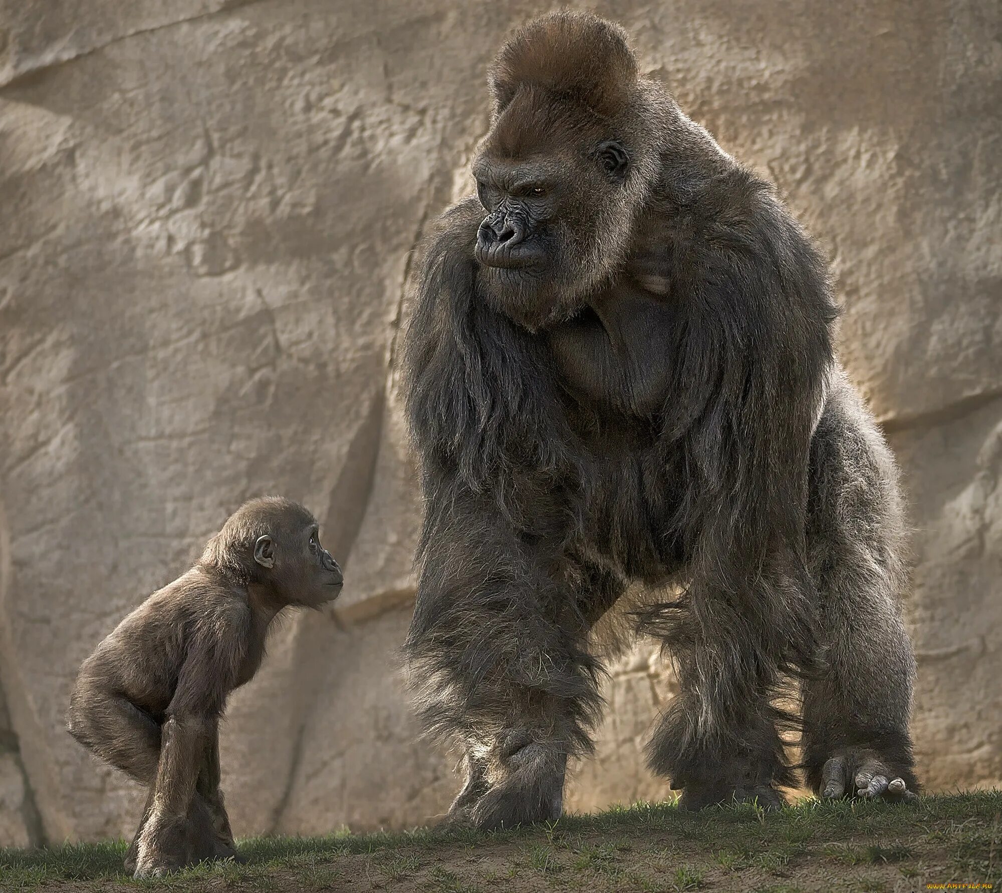 Monkey gorilla