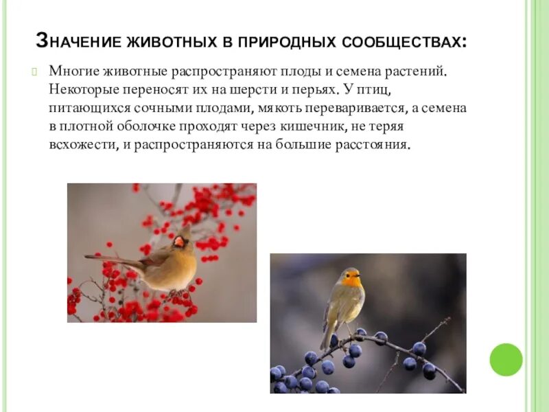 Значение животных конспект. Роль животных в природных сообществах. животные распространяют плоды. значение животных в природном сообществе. место и роль животных в природных сообществах.