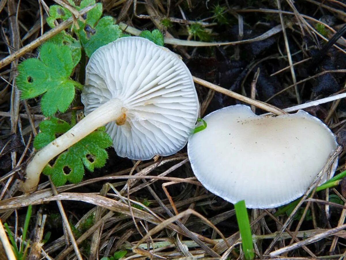 Говорушка восковатая. Говорушка беловатая (clitocybe dealbata). Говорушка беловатая (clitocybe dealbata). Говорушка восковатая гриб. Говорушка восковатая.