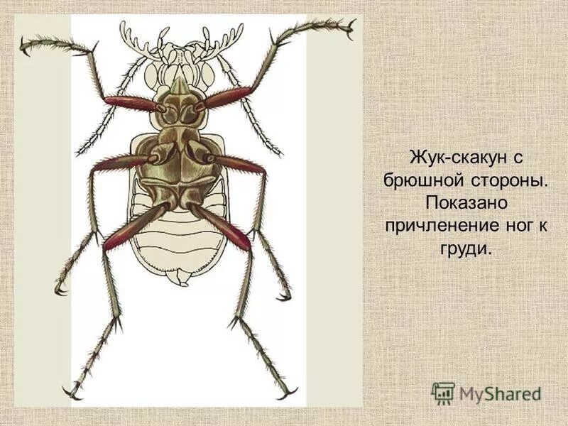 3 пары лап. насекомые птицы рыбы. 3 пары лап. сколько у насекомых гог. звери рыбы насекомые.