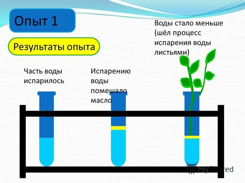 Опыт испарение воды транспирация. Опыт испарение воды листьями. Опыт показывающий испарение воды растениями. Эксперимент испарение воды листьями. Опустить воду геншин