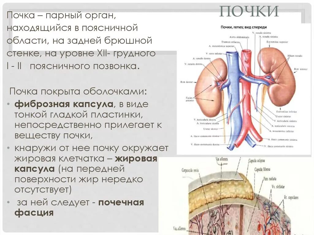 Оболочка почки фиброзная капсула. Почка покрыта оболочками. Почки парный орган расположенный в поясничной области. Оболочки почки человека анатомия. 3 парных органах