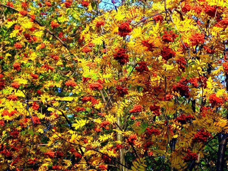 Рябина широколиственный лес. Рябина обыкновенная autumn Spire. Осень рябина. Осенний куст.