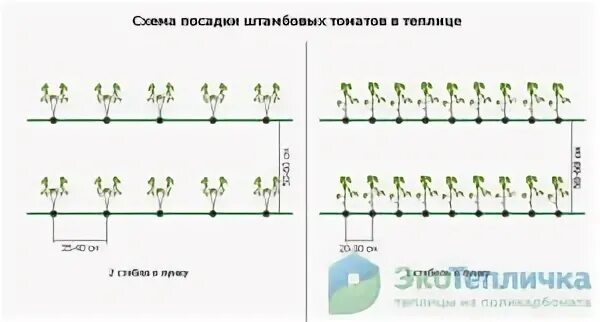 Помидоры сажают на расстоянии друг. Схема посадки перца. Схема посадки томатов в теплице. Схема посадки томатов в теплице 3х6. Схема посадки помидор в теплице 3 на 6.