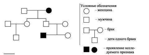 Схема родословной генетика