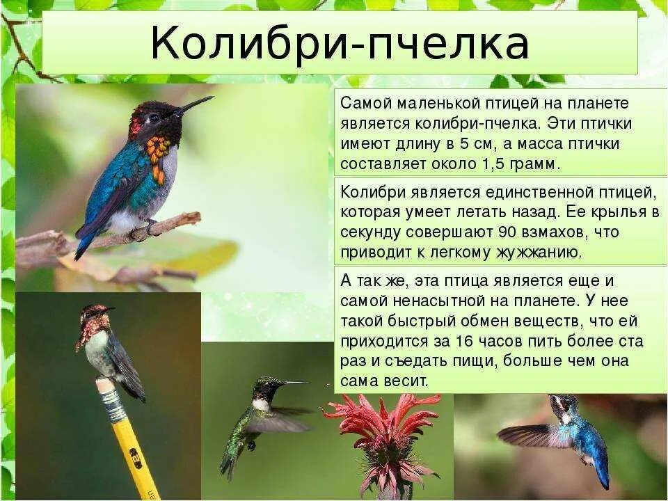 O bird. Колибри описание. Сообщение о Колибри. Колибри презентация. Описание птиц.