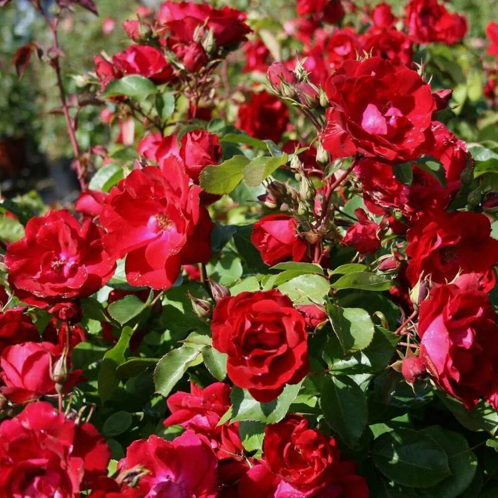 питомник канадских роз