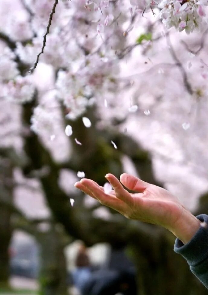 Руки цвета весны. Весеннее дерево. Лепестки Сакуры на руке. Весенние цветочки в руках.