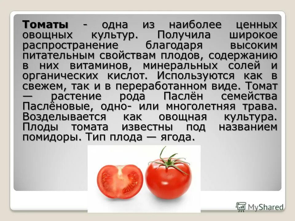 Помидор сколько держит. Сообщение о томате. Томат доклад. Доклад про помидор. О помидорах кратко.