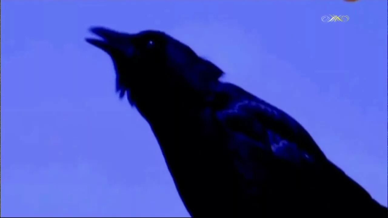 Песни в исполнении ворона