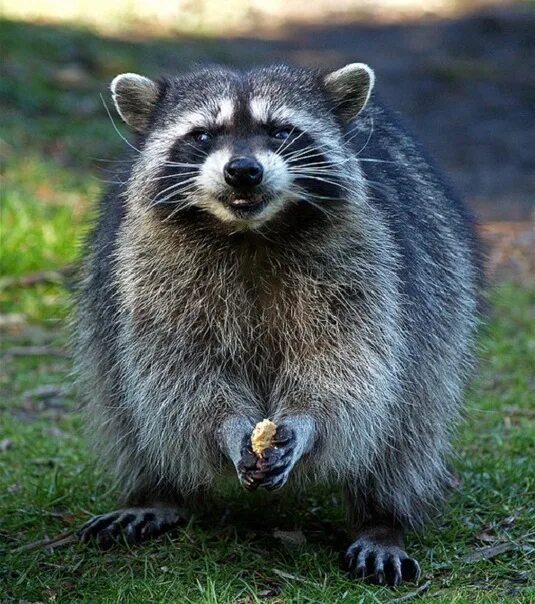 Зубы енота. Raccoon good morning. зубы енота фото.