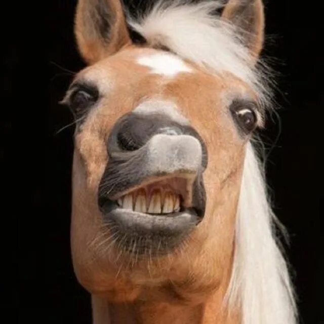 Смешные лошадки. Лошадь оскорбление. Смешная морда лошади. Лошадь оскорбление. Мимика лошади.